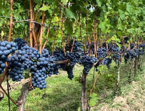 Mother’s Day at Niagara Benchland Wineries